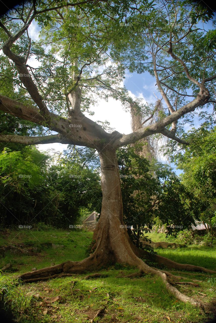 Gum tree in St. Maarten