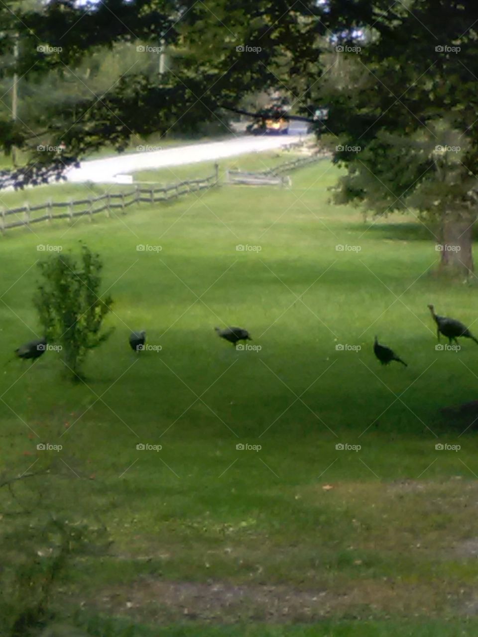 Wild Turkeys in the field