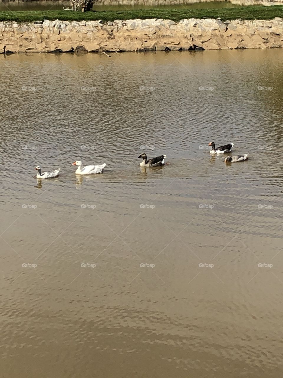 Passeio em família.