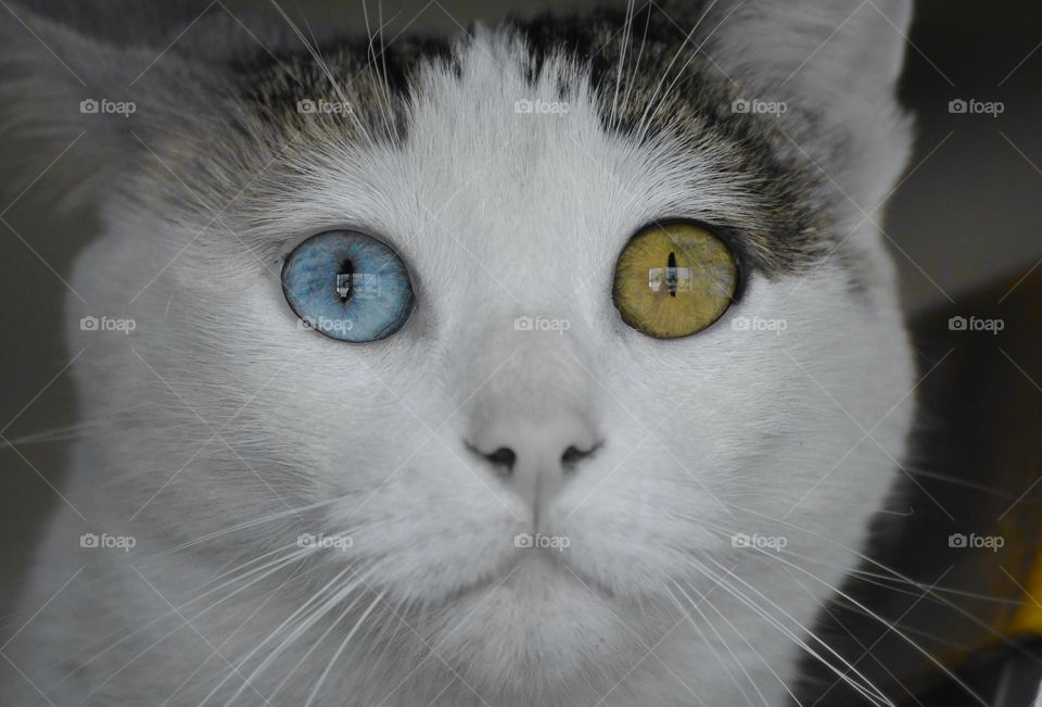 Two differents eyes, one sight 