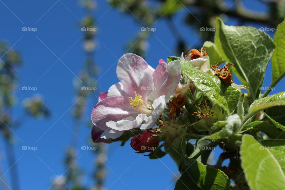 Apple tree flowers