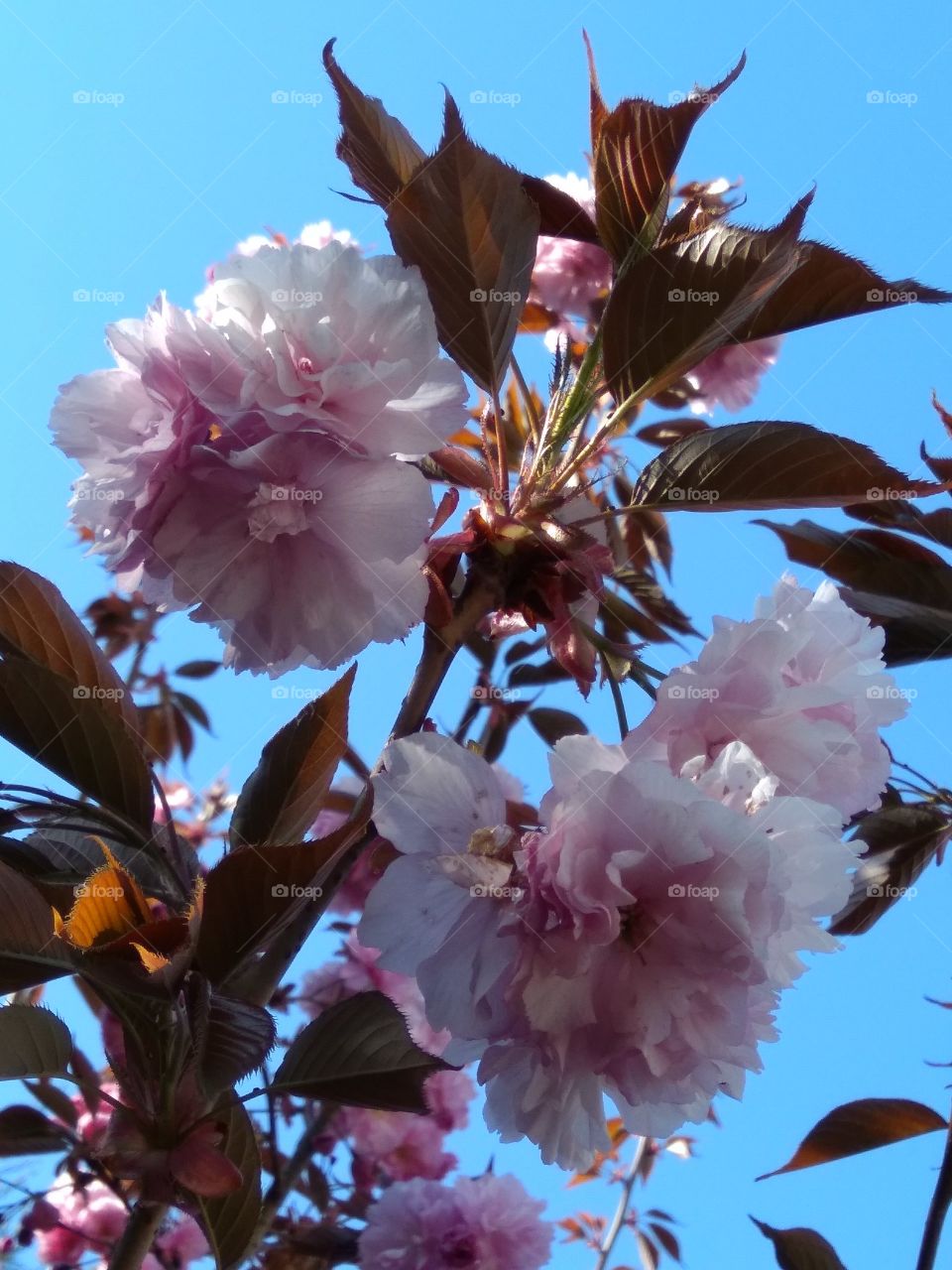 Весеннее цветение деревьев - чудо природы. Ясным днём в Крыму.
Spring flowering of trees is a miracle of nature. A clear day in the Crimea.