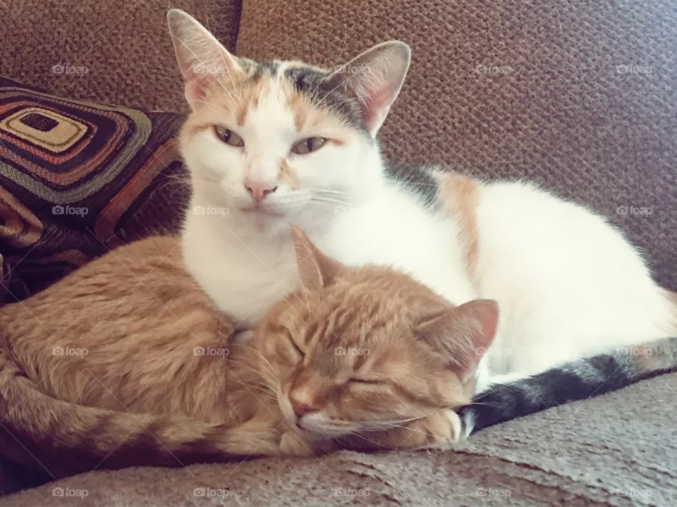 Snuggle 