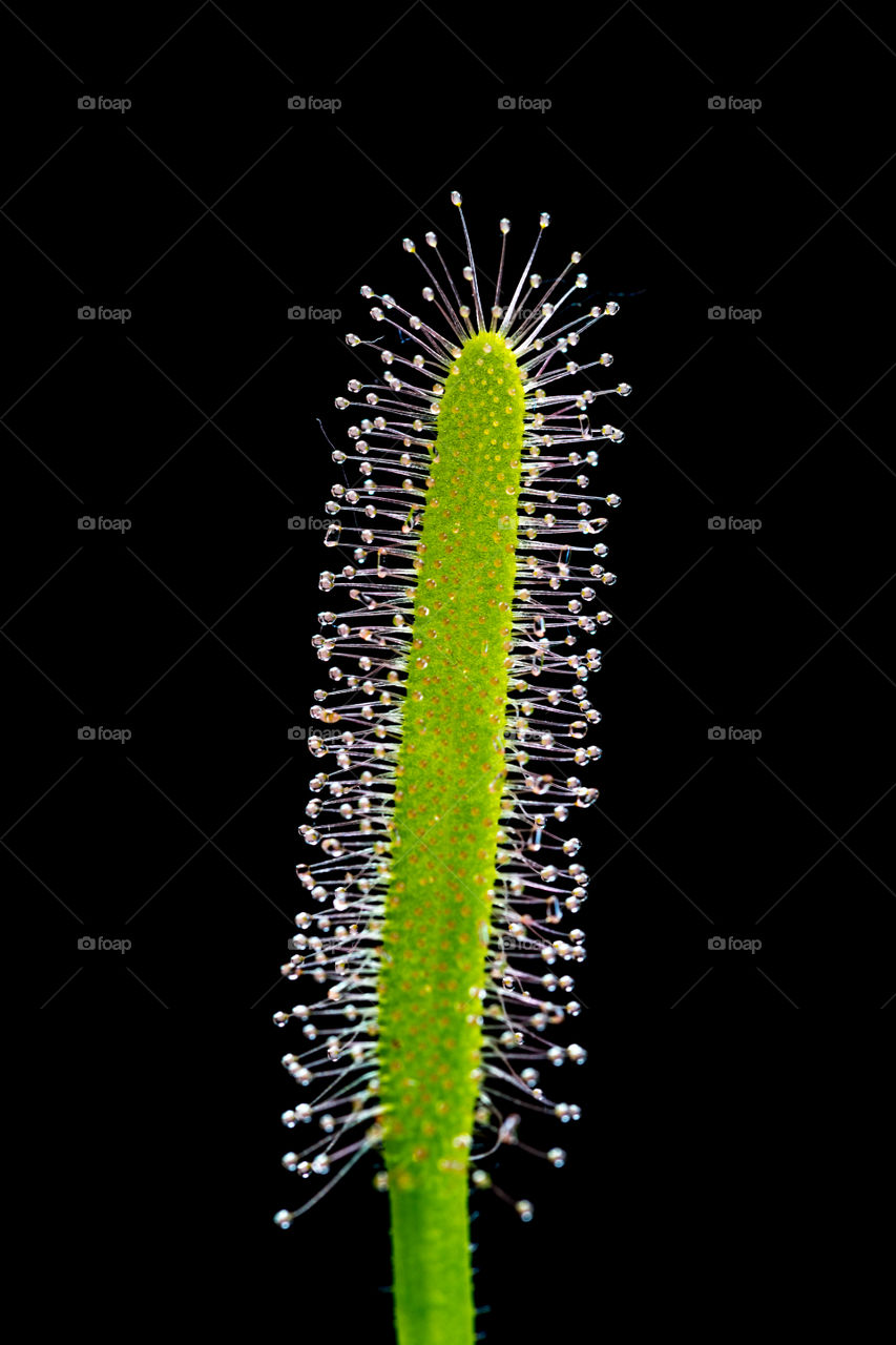 Drosera