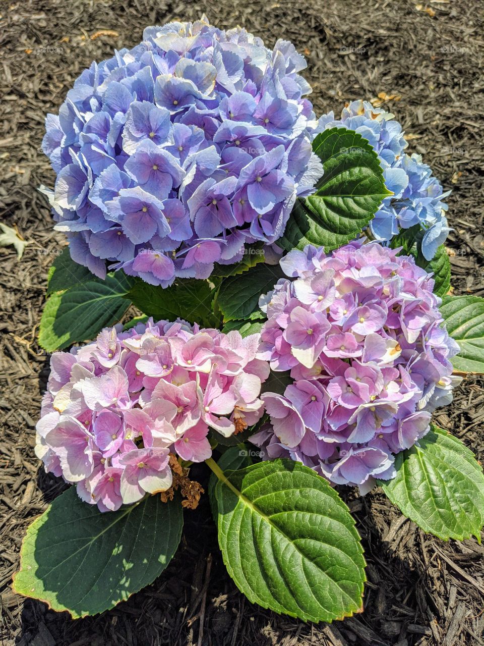 hydrangeas