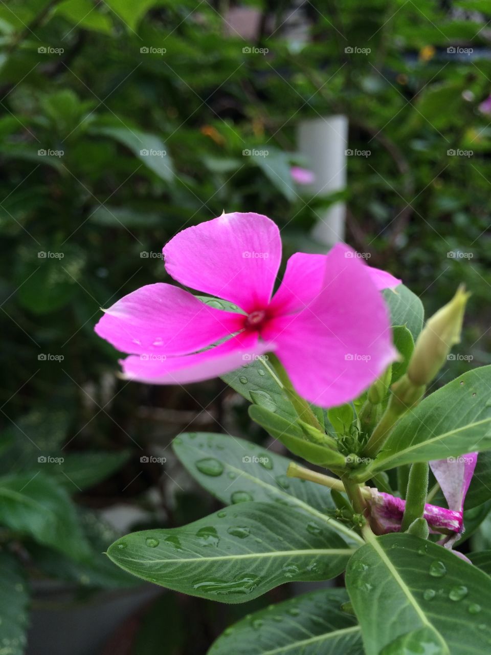 Flower
