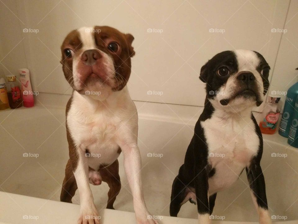Puppy Bath