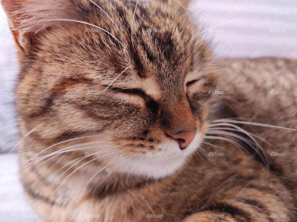 A beautiful close-up photo of a sleeping cat with a cute face, nose, eyes and whiskers