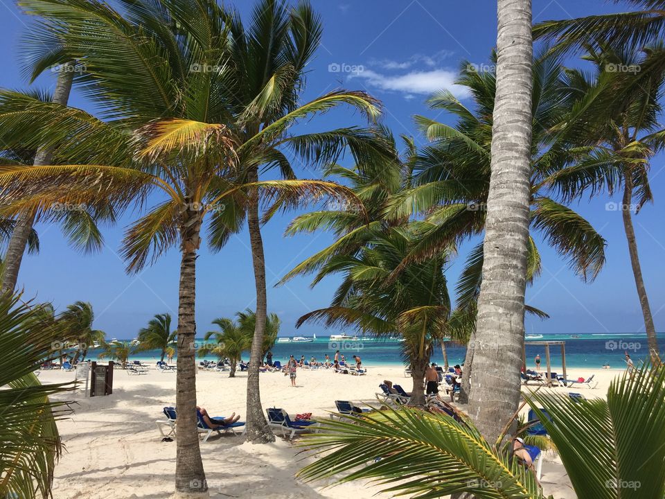 Palm Trees and beach