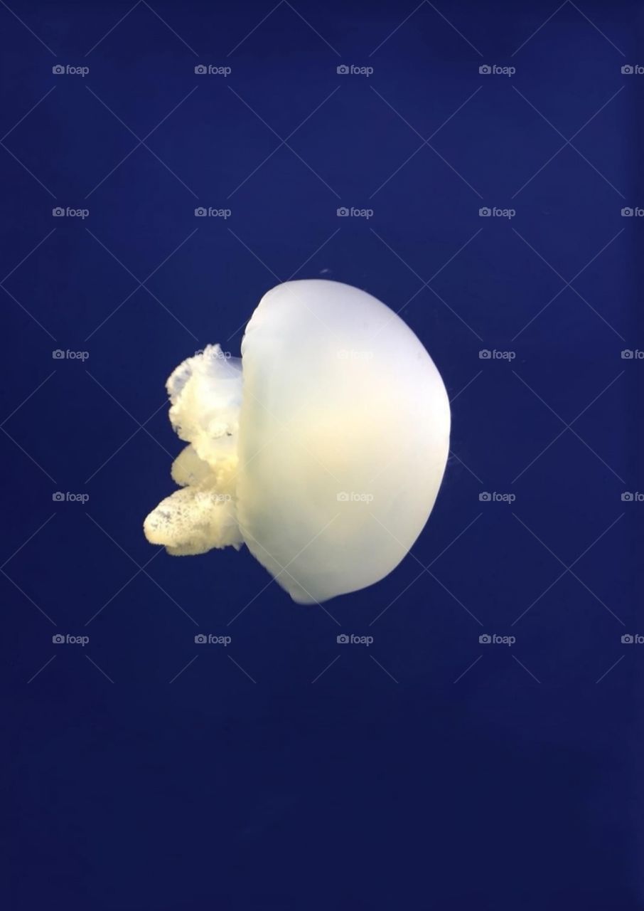 jellyfish in the deep blue background