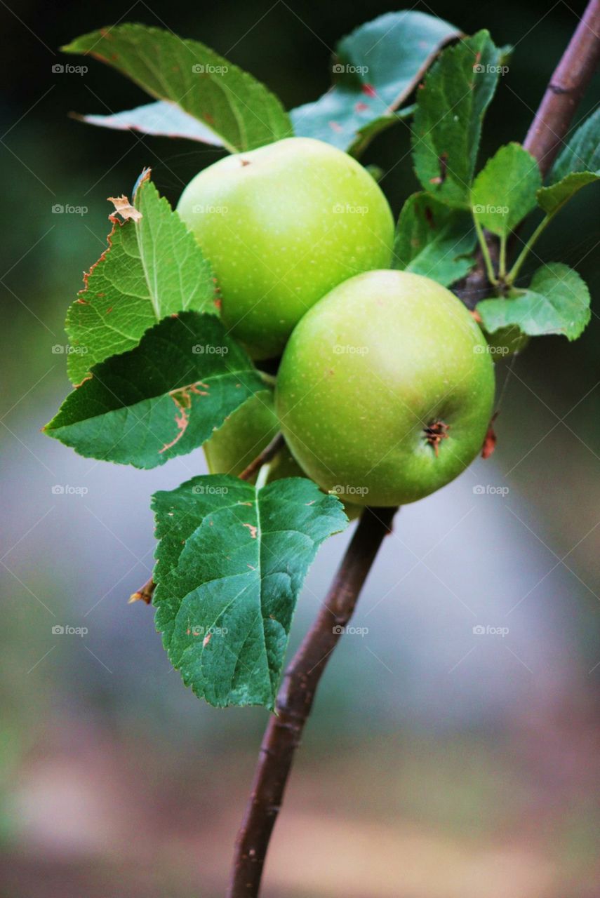 Beautiful green apples still on branch 