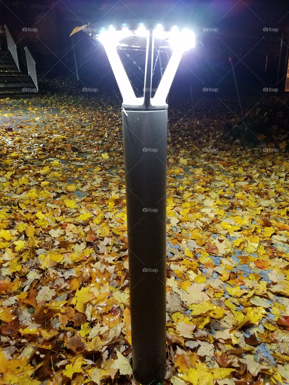 A light surrounded by fallen leaves at night