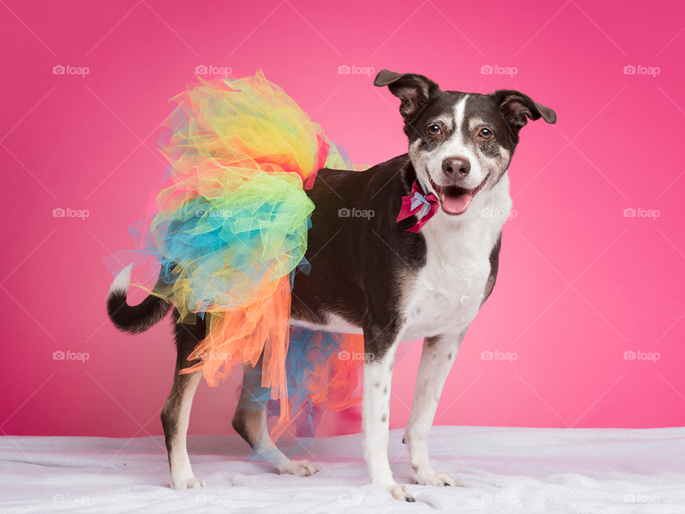 Carnaval - dog with colorful skirt  