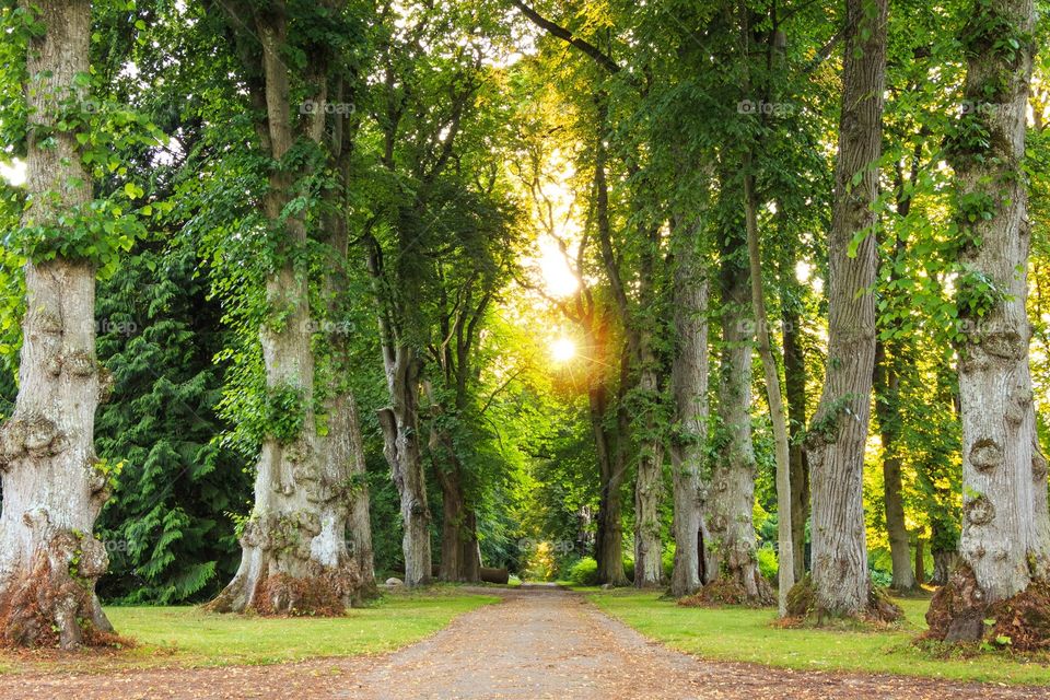 Pathway of trees with sun 