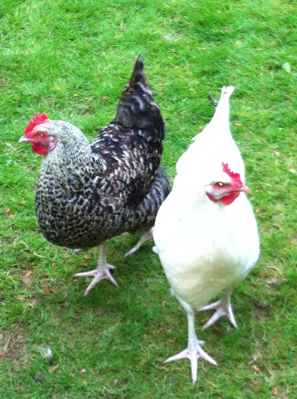 Two Chickhens