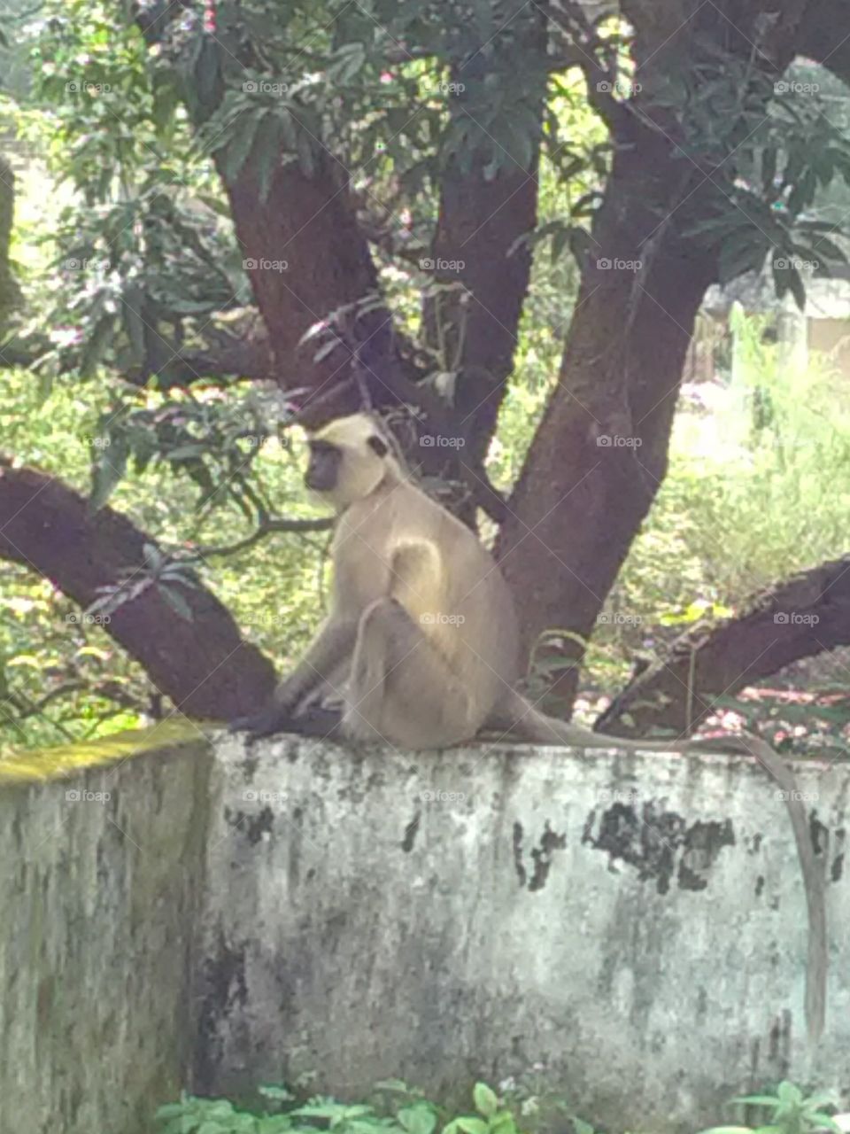These monkeys are very playful in nature and they come towards a wandering city in search of food.