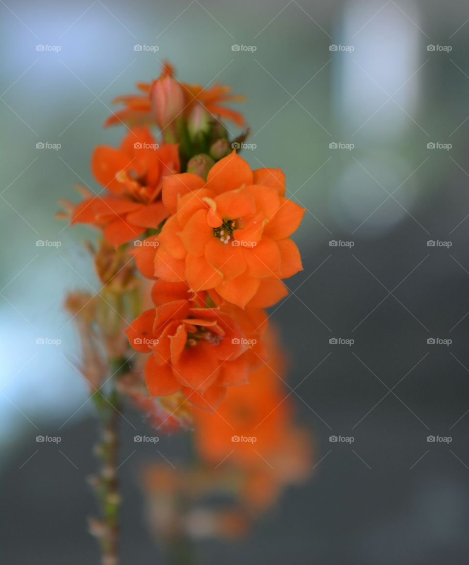 orange flowers kalanchoe