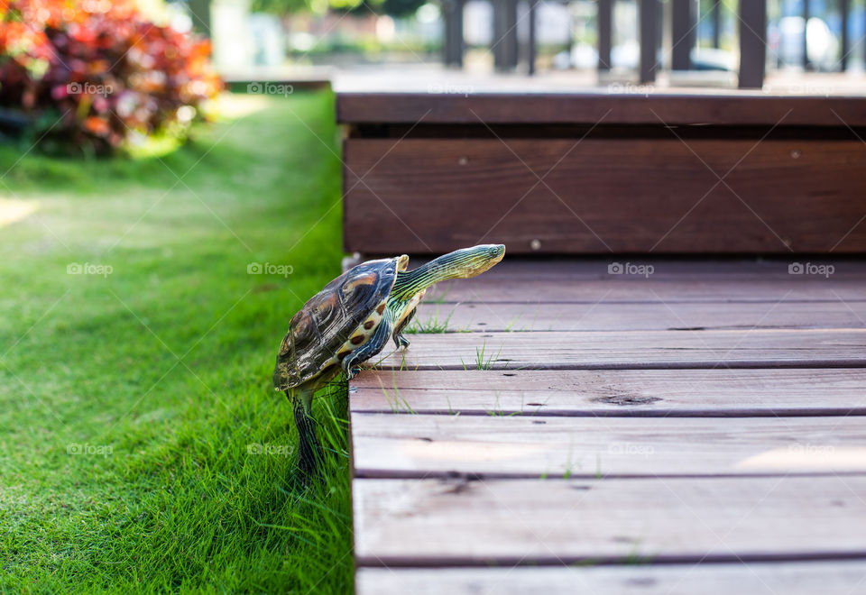 Turtle Wix lived in a coffee shop in a small tank. He looked so lonely and sad. My daughter and I took him out for a walk everyday. He was so curious observing everything around him. After a while, he became our family member and now he lives with us