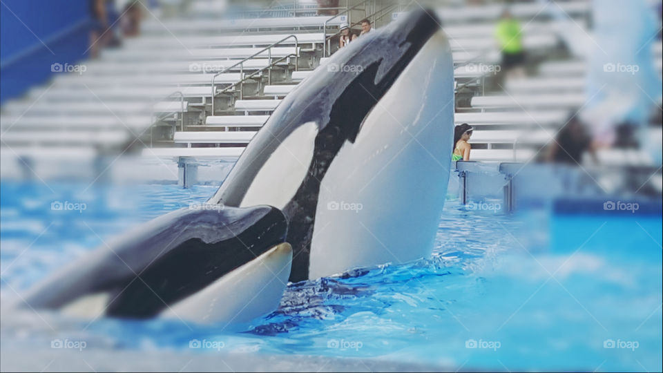 Kayla Orca Killer Whale died in Captivity on 1/28/2019