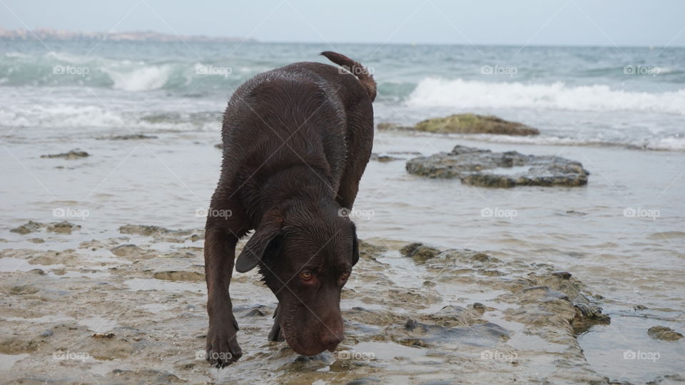 Labrador#canine#dog#animal#beach#sea#nature