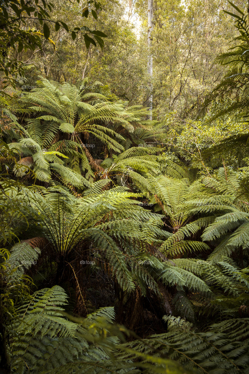 Rainforest Australia 