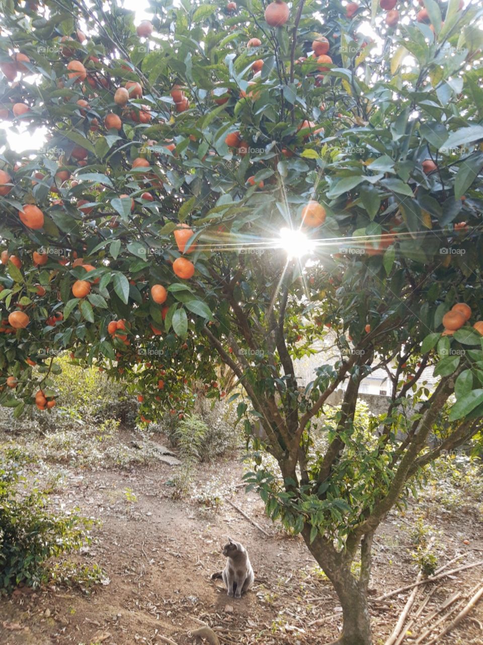 cat sitted under a fruit tree