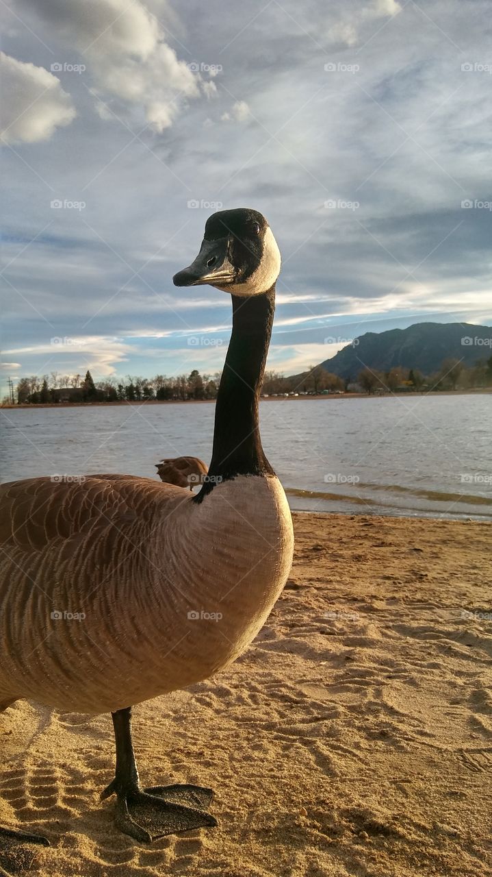 duck at lake