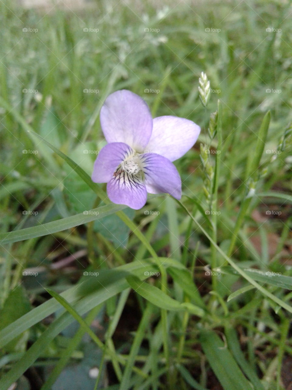 Nature, Flora, Flower, No Person, Summer