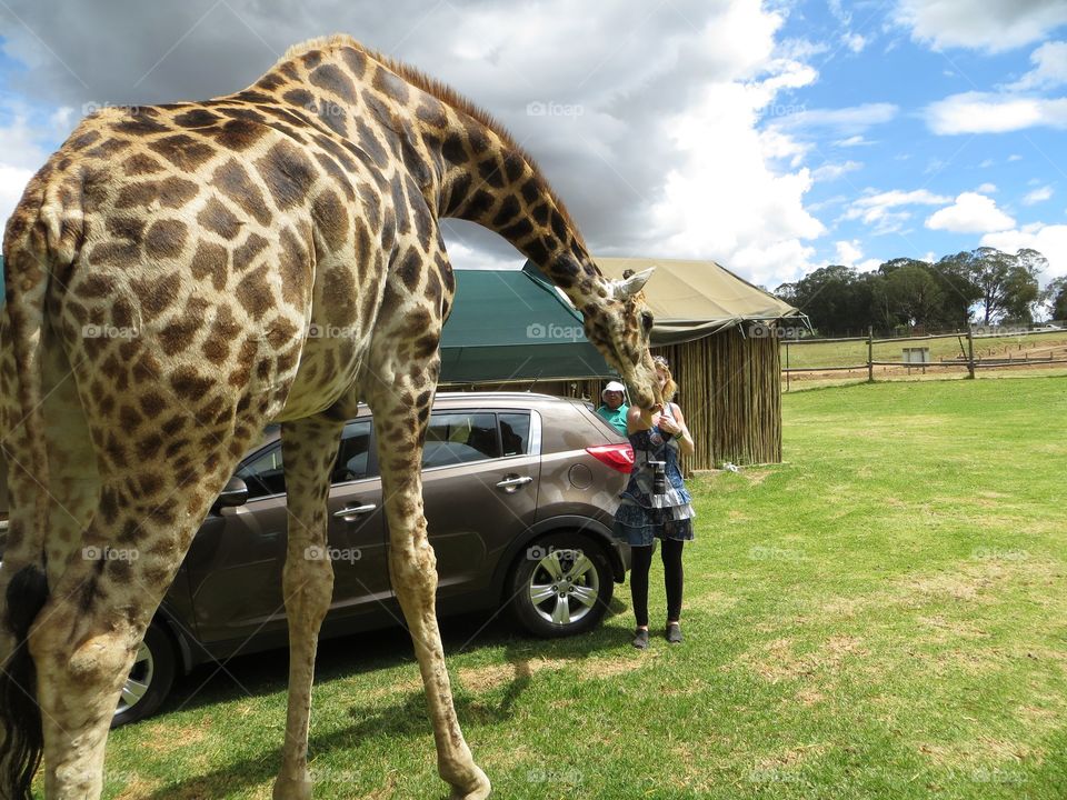 Giraffe visiting guests 