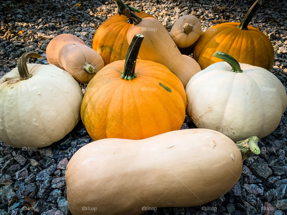 Fall Harvest