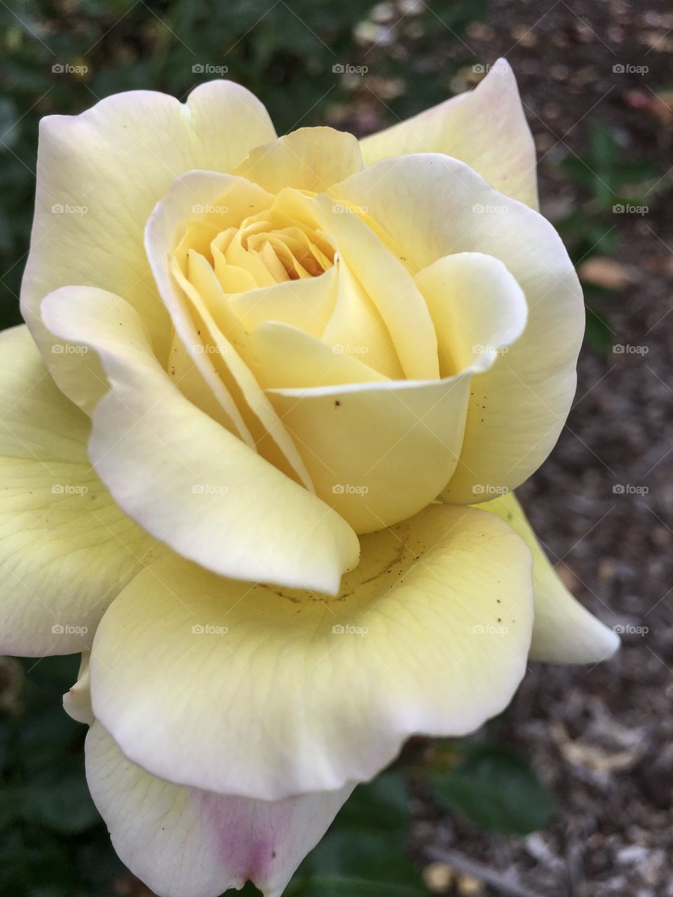 Pale yellow rose in bloom