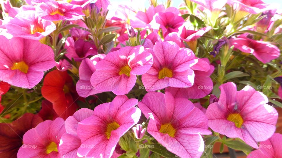 Milioni bells. Inside a mountain of flowers