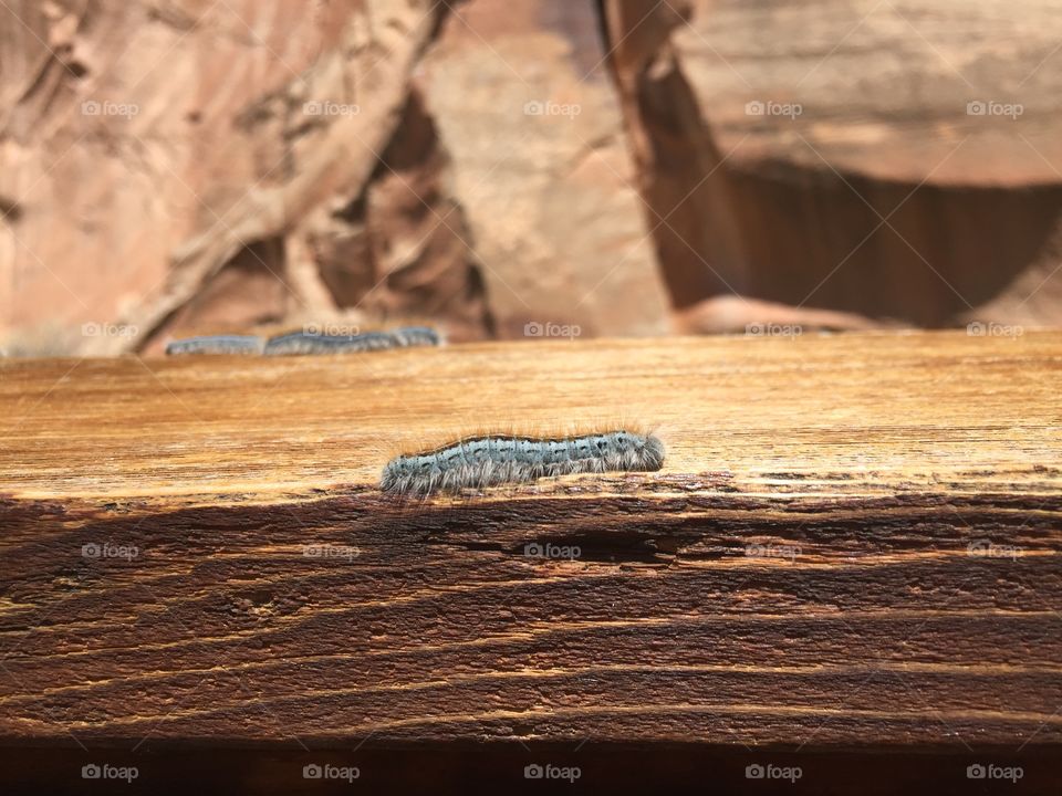 Caterpillar on a wooden rail