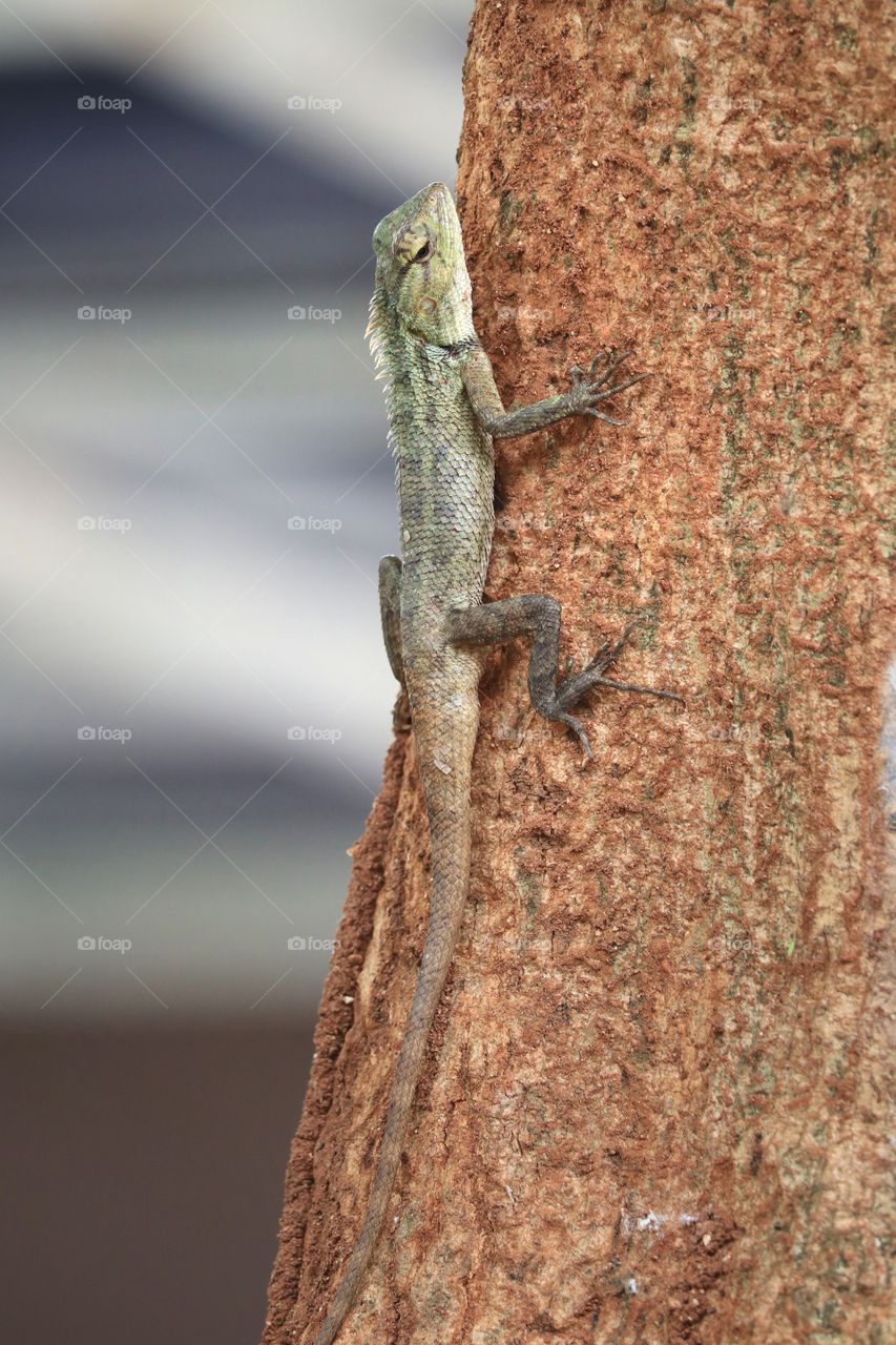 lizard in the park