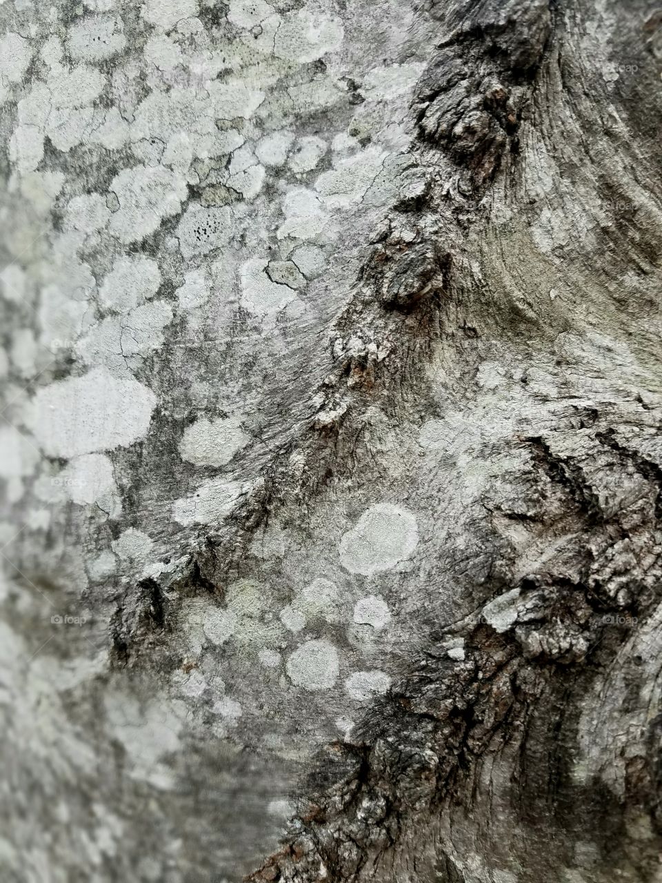 tree barks have amazing patterns.  here are patterns of grey from a tree in South Carolina