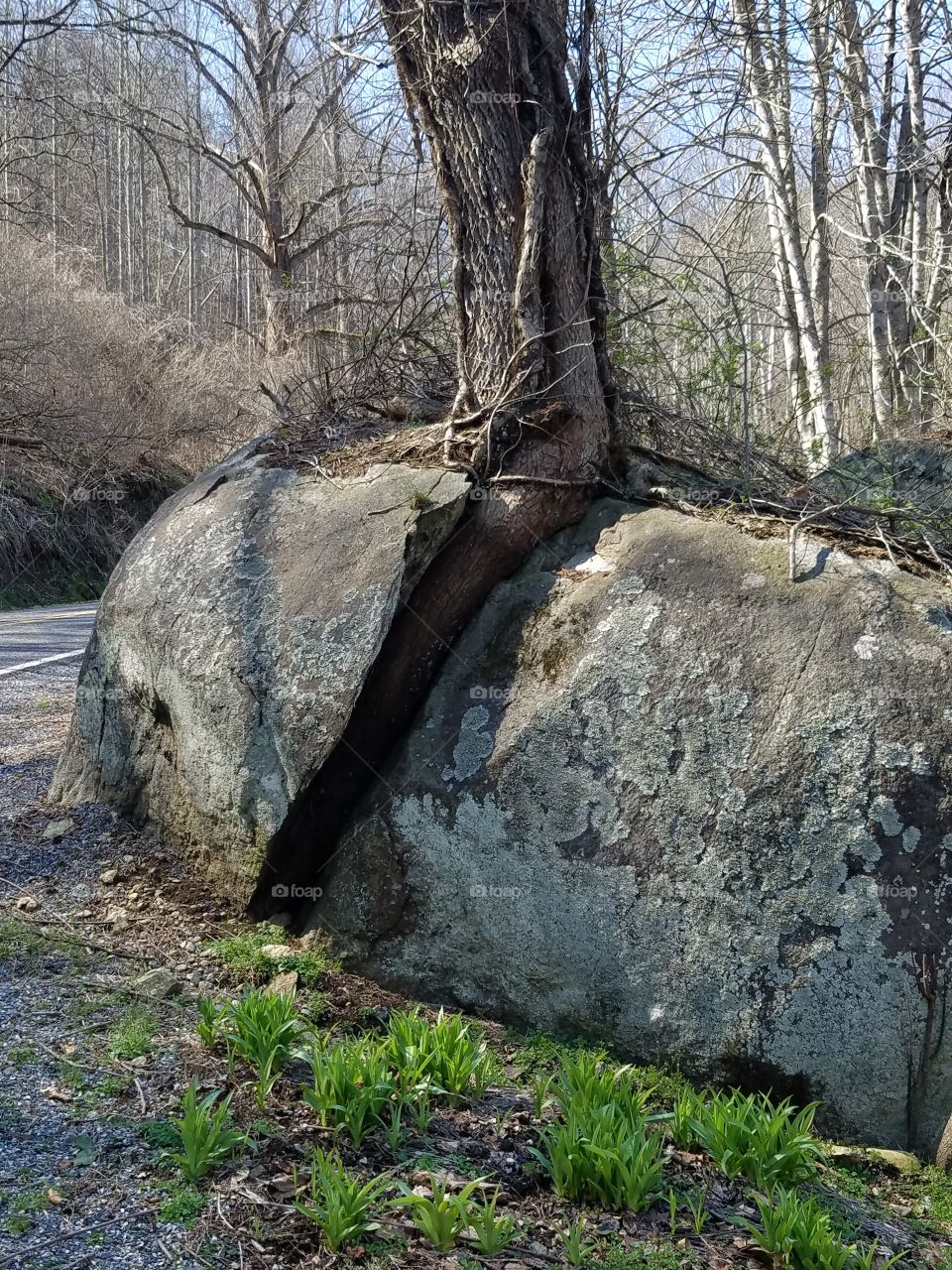 Tree grows through a rock