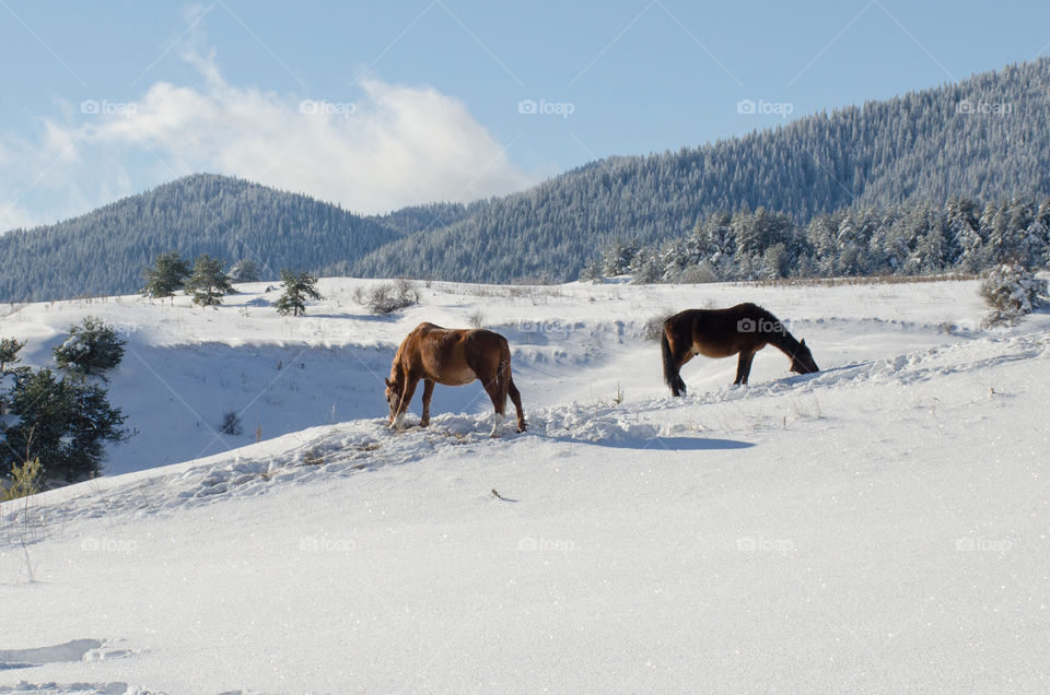 Winter landscape, Horses in the Snow