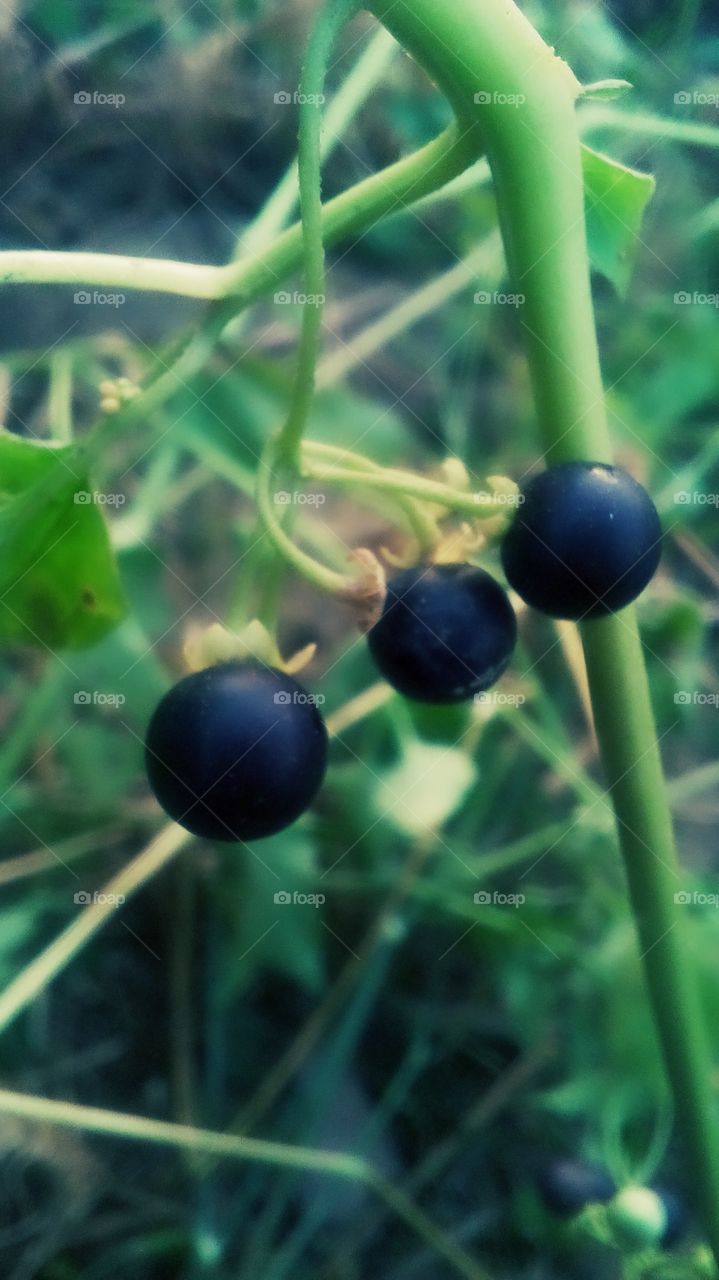 forest berries