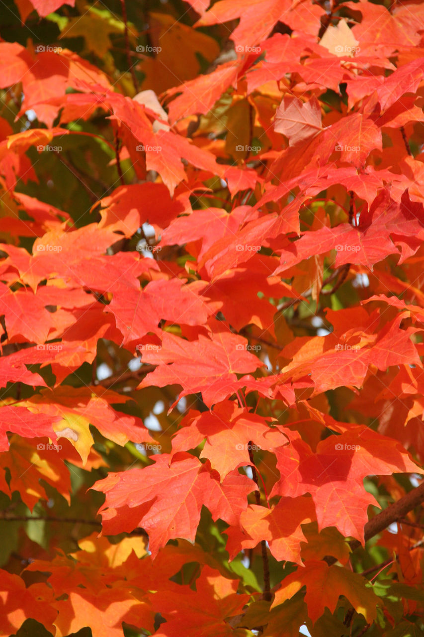 red tree leaves leaf by kshapley