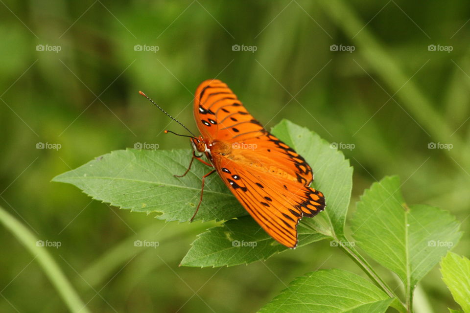 Gulf fritillary butterfly. Orange and black butterfly on leaves in Florida