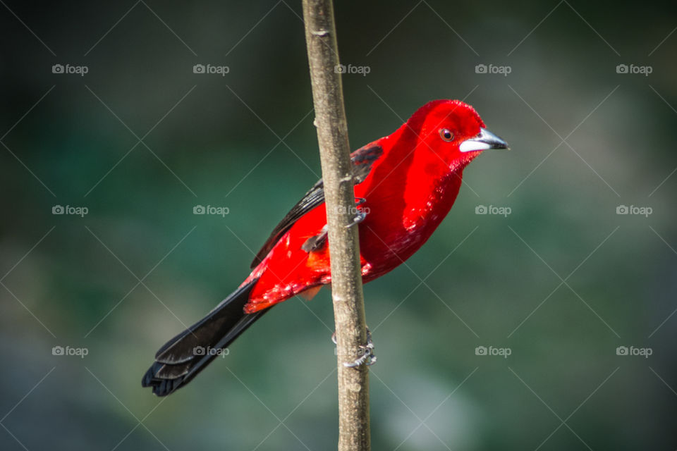 Red bird wild life