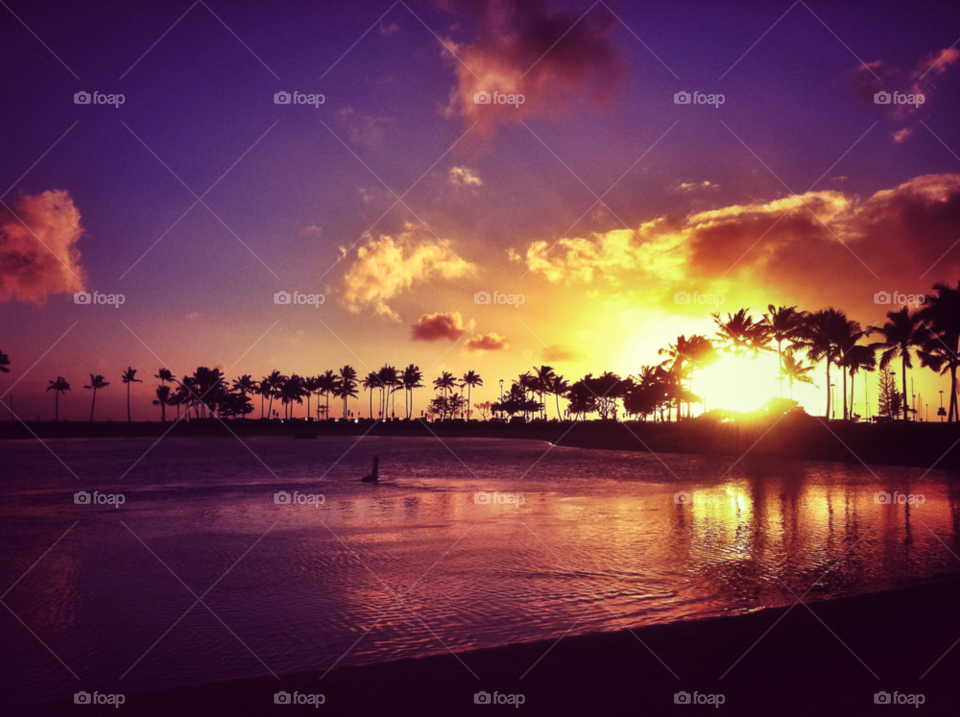 Silhouette of trees near the sea
