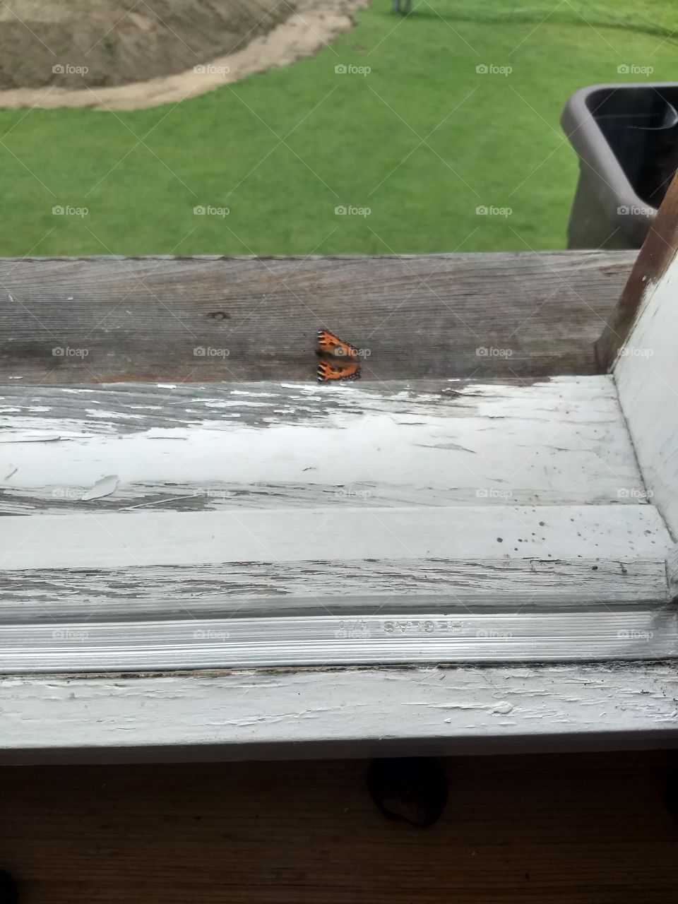 butterfly view orange