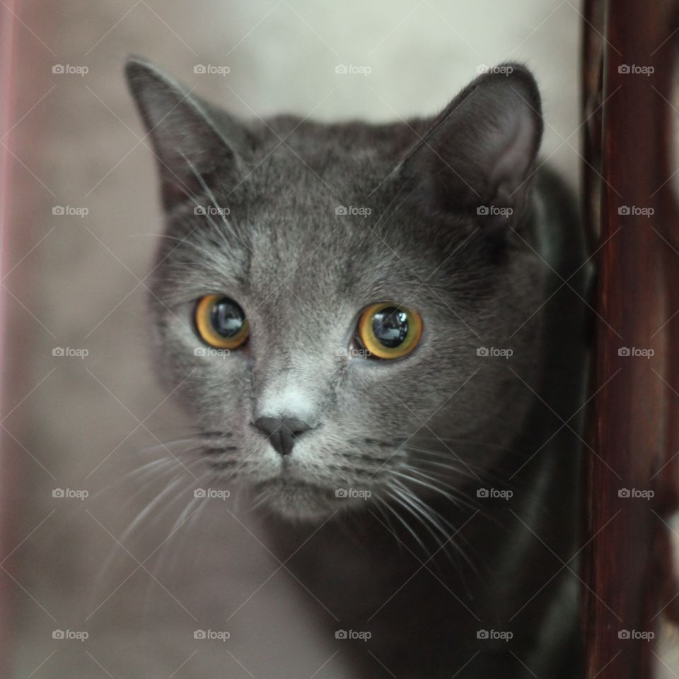 Close-up of a Russian blue cat