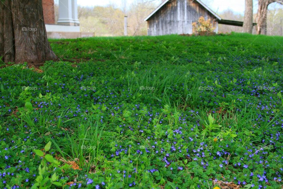 Blanket of Green and Purple