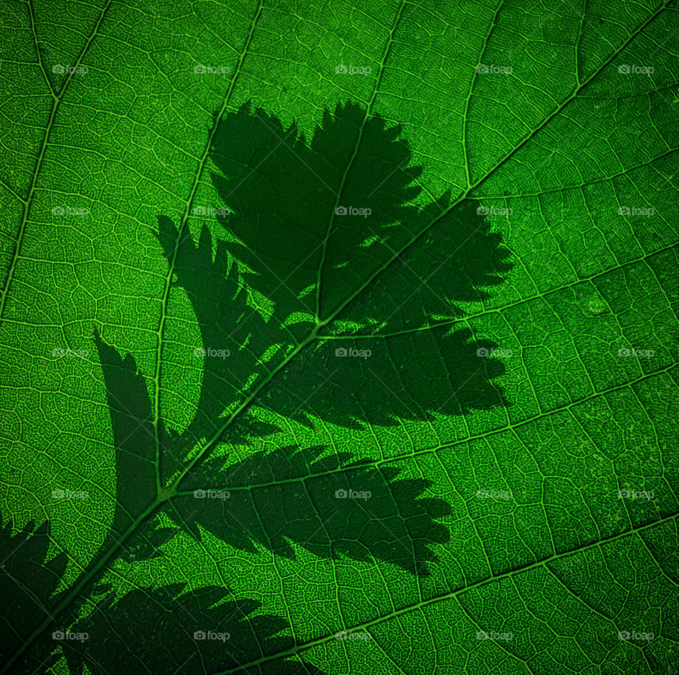 Macro green leaf and plant shadow 