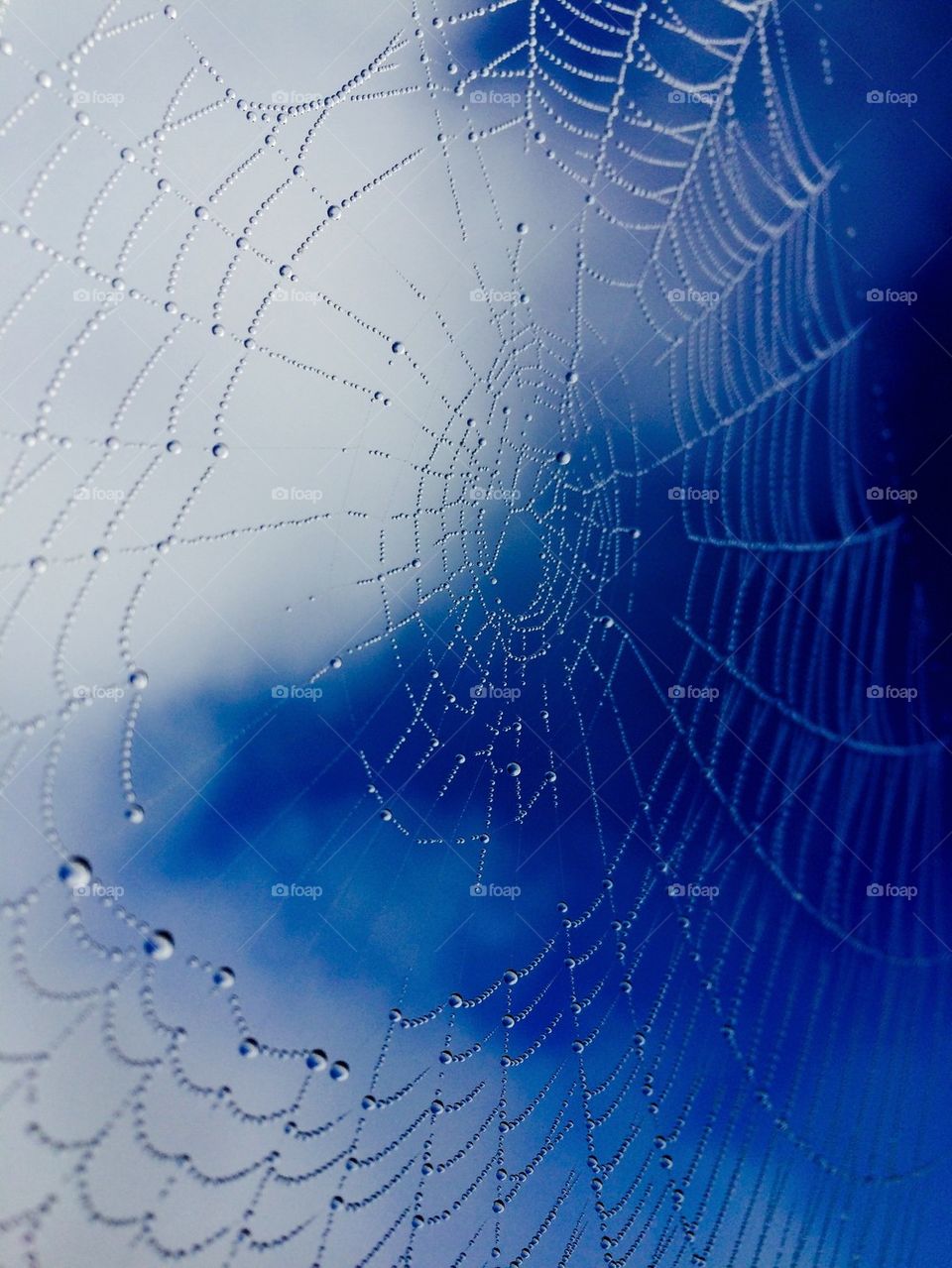 Water drops on spider web