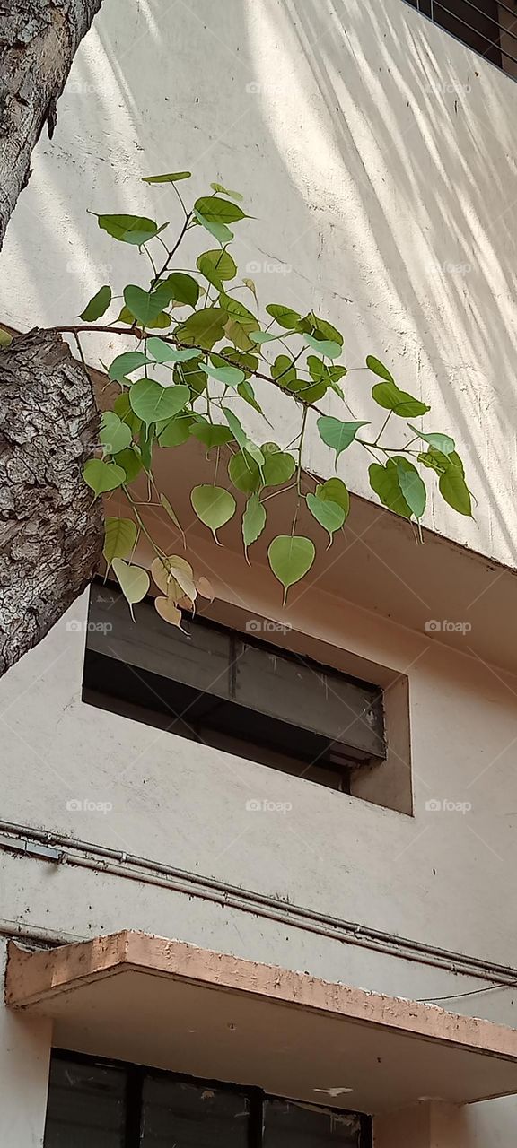 Pimpal is a tree native to the Indian subcontinent. This tree grows on walls, roofs, rocks, pillars, trees, wherever there is space.