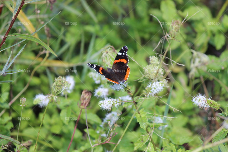 Red admiral butterfly enjoying the mint blooms on a summer day