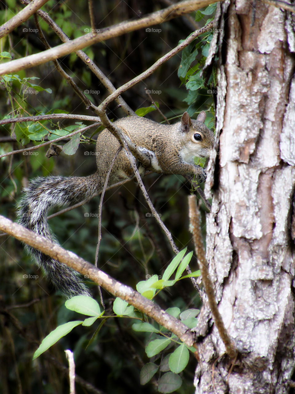 Woodland Squirrel . Eastern Grey Squirrel searching for food in tree 